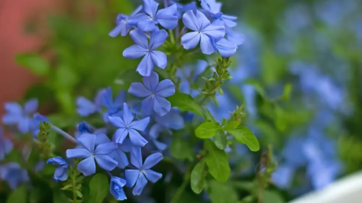 Kwitnące plumbago, czyli ołownik przylądkowy - piękna roślina balkonowa