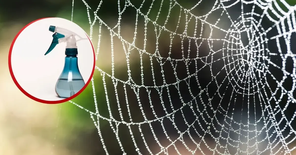 Pajęczyna i płyn do odstraszania pająków.