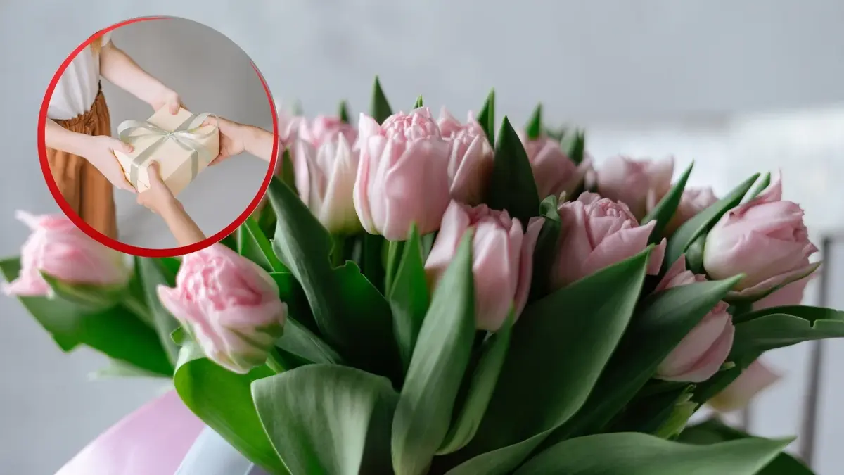 Różowe tulipany na imieniny Krystyny. Widać zdjęcie, na którym ktoś wręcza kobiecie prezent.