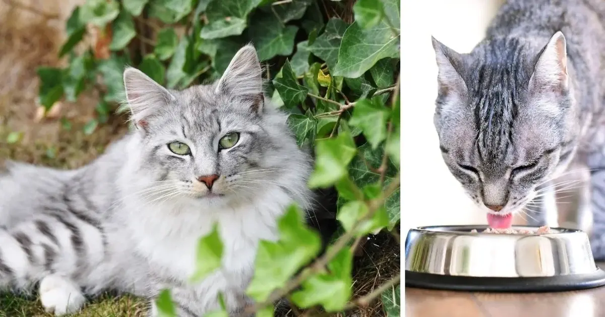 Sprawdź, jakie produkty są szkodliwe dla kotów