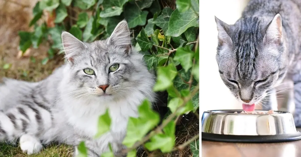 Sprawdź, jakie produkty są szkodliwe dla kotów