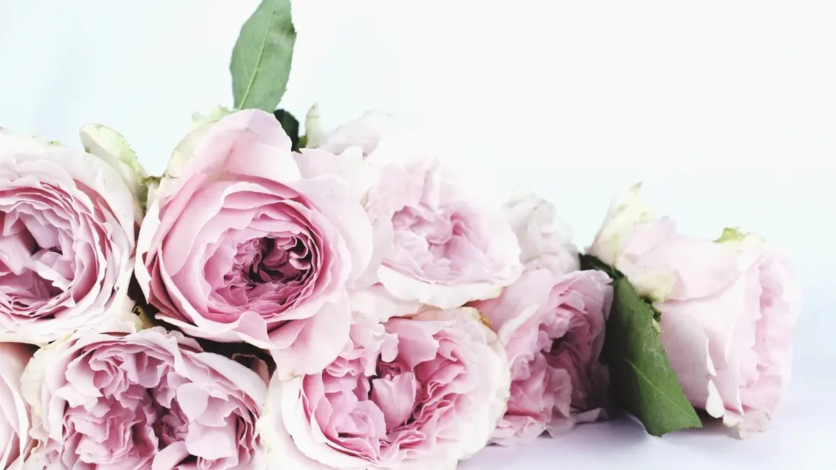 Róże naszykowane na katarzynki, imieniny Katarzyny.