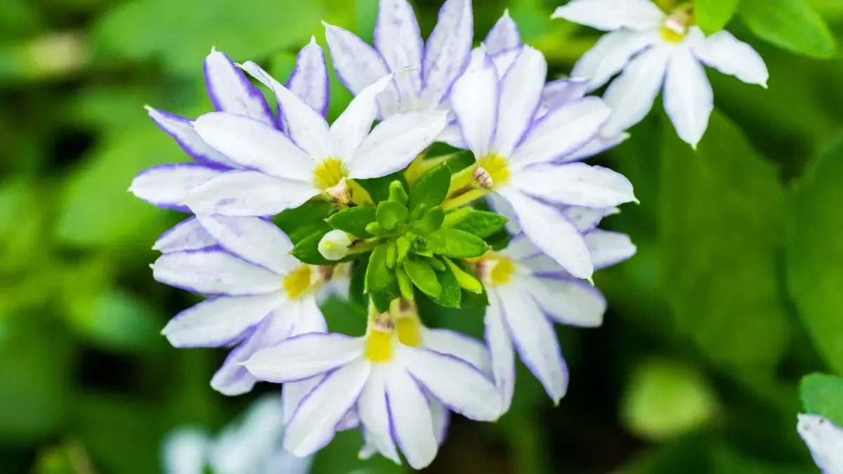 scaevola scewola o białych kwiatach