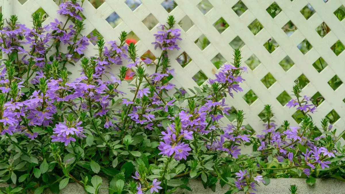 Pięknie fioletowe kwiaty scewoli scaevola przy ażurowym ogrodzeniu w ogrodzie