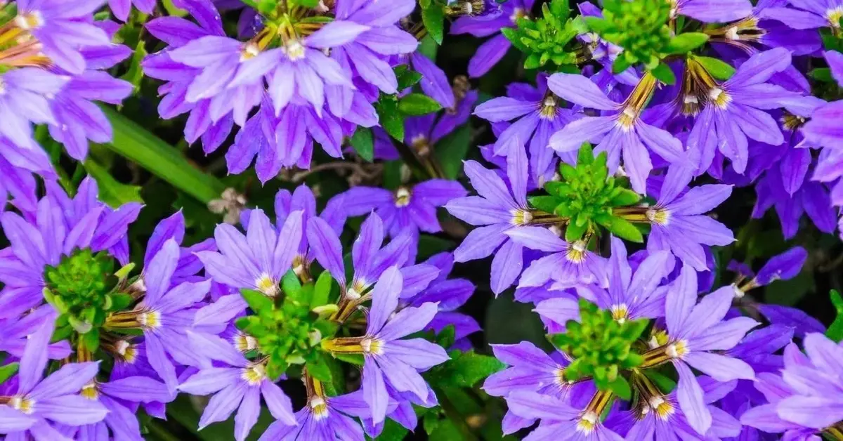 Scewola wachlarzowata - piękna roślina balkonowa o niebieskich kwiatach