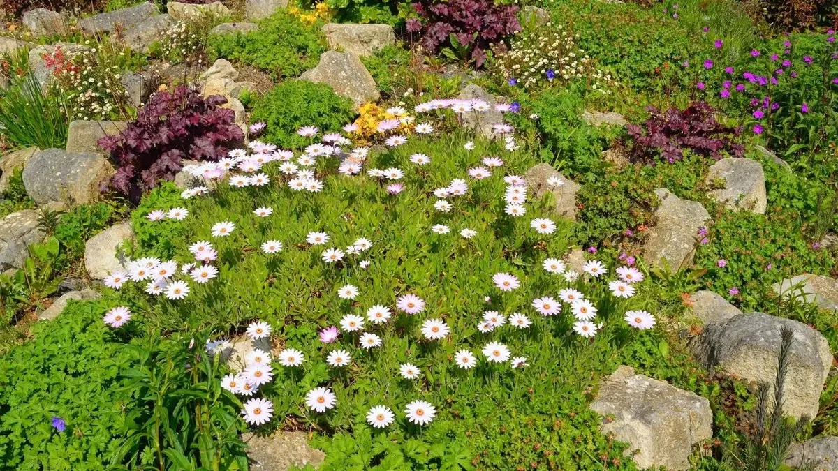 Skalniak ogrodowy z białymi kwiatami i trawą