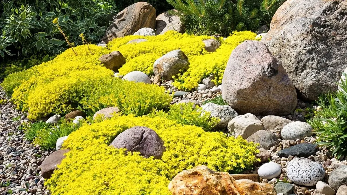 Skalniak ogrodowy z żółtymi płożącymi kwiatami