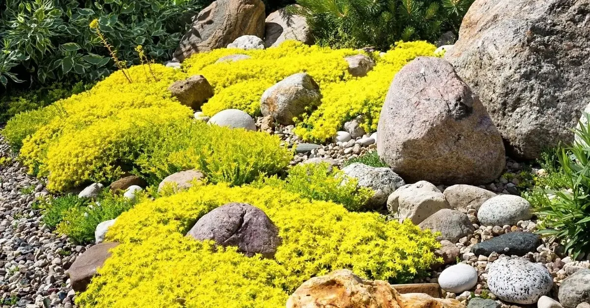 Skalniak ogrodowy z żółtymi płożącymi kwiatami