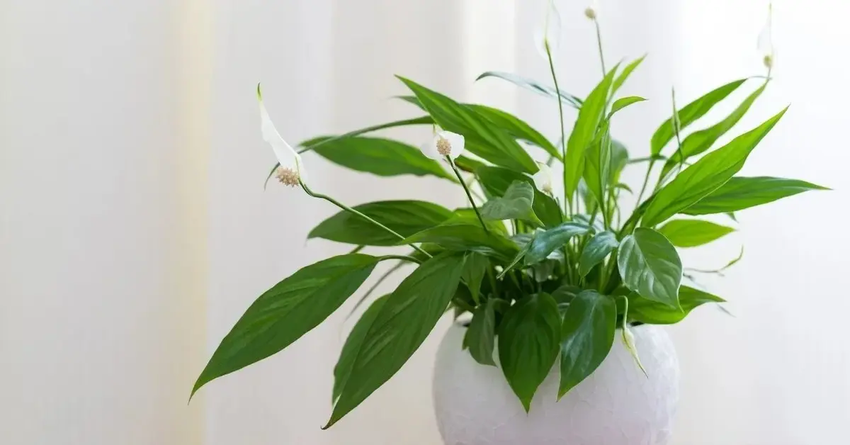 Kwitnący skrzydłokwiat w białej doniczce