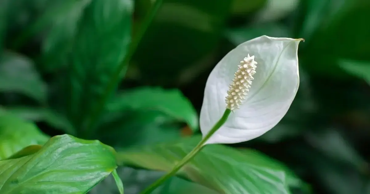 Kwitnący skrzydłokwiat - co może powodować problemy z pojawieniem się kwiatów