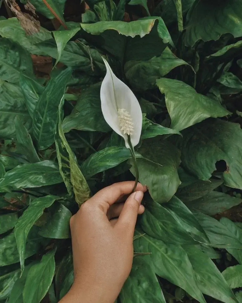Skrzydłokwiat - biały kwiat i uszkodzone liście