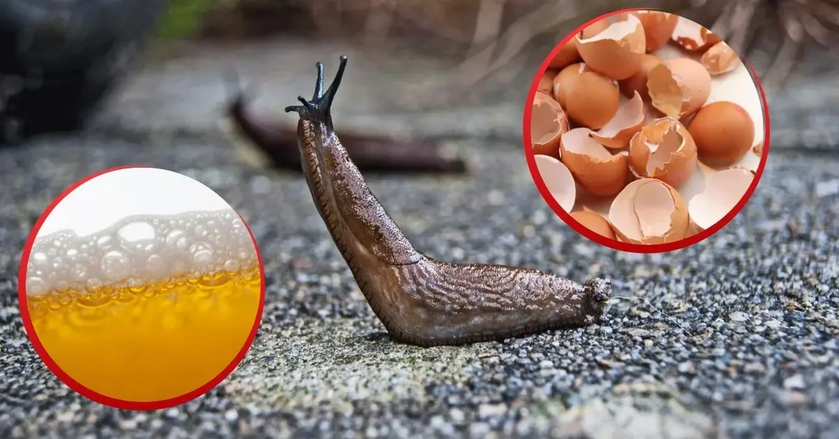 Ślimak bez skorupy. Piwo do zwabienia ślimaka. Skorupki jajek do odcięcia drogi ślimakowi.