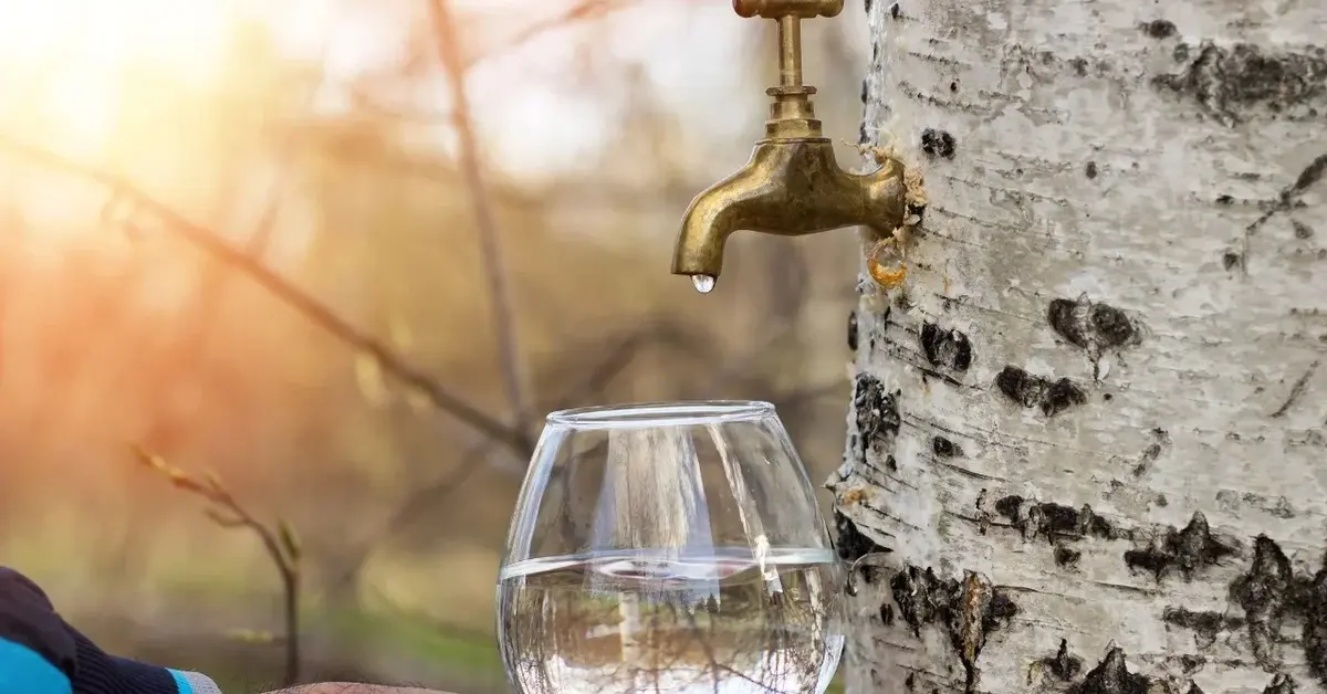 W brzozę jest wbity kranik, z którego skapuje sok do kieliszka trzymanego przez męską rękę.