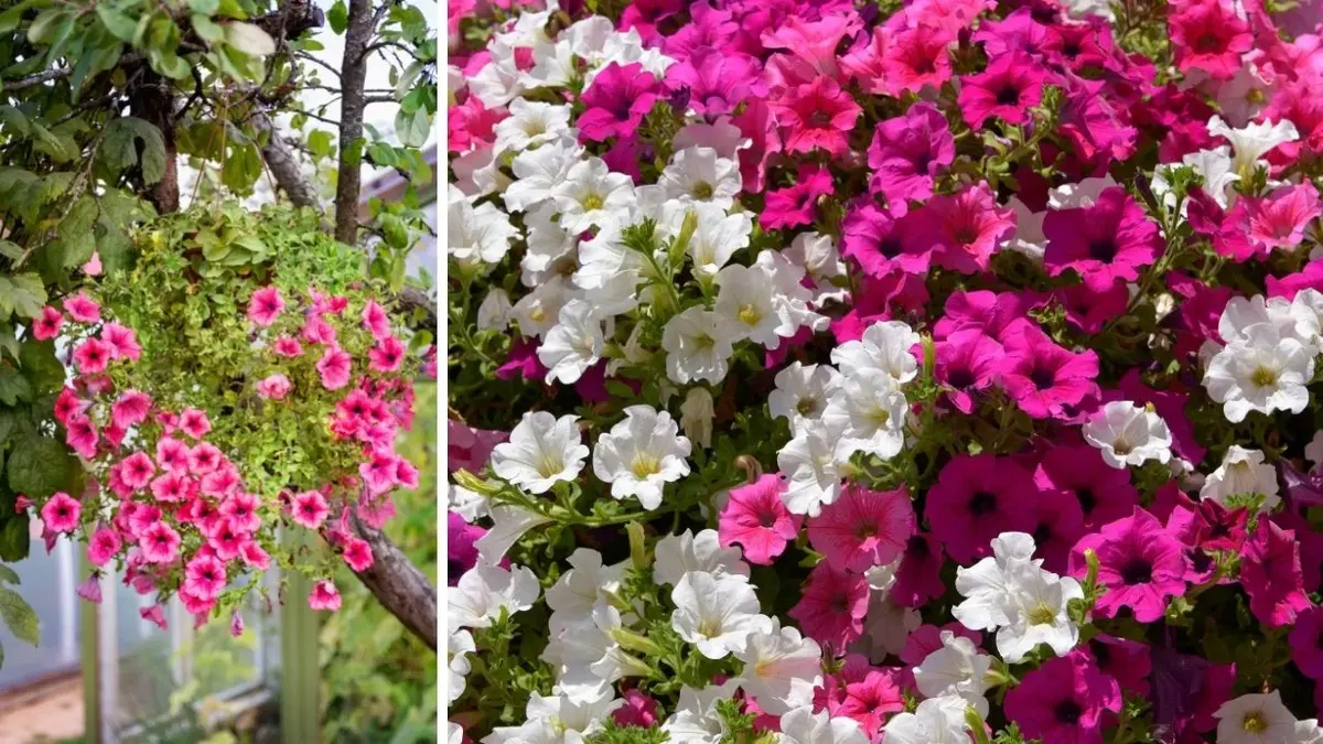 Kwitnące surfinie tworzą dywany kwiatów w różnych odcieniach różu, beli i fioletu