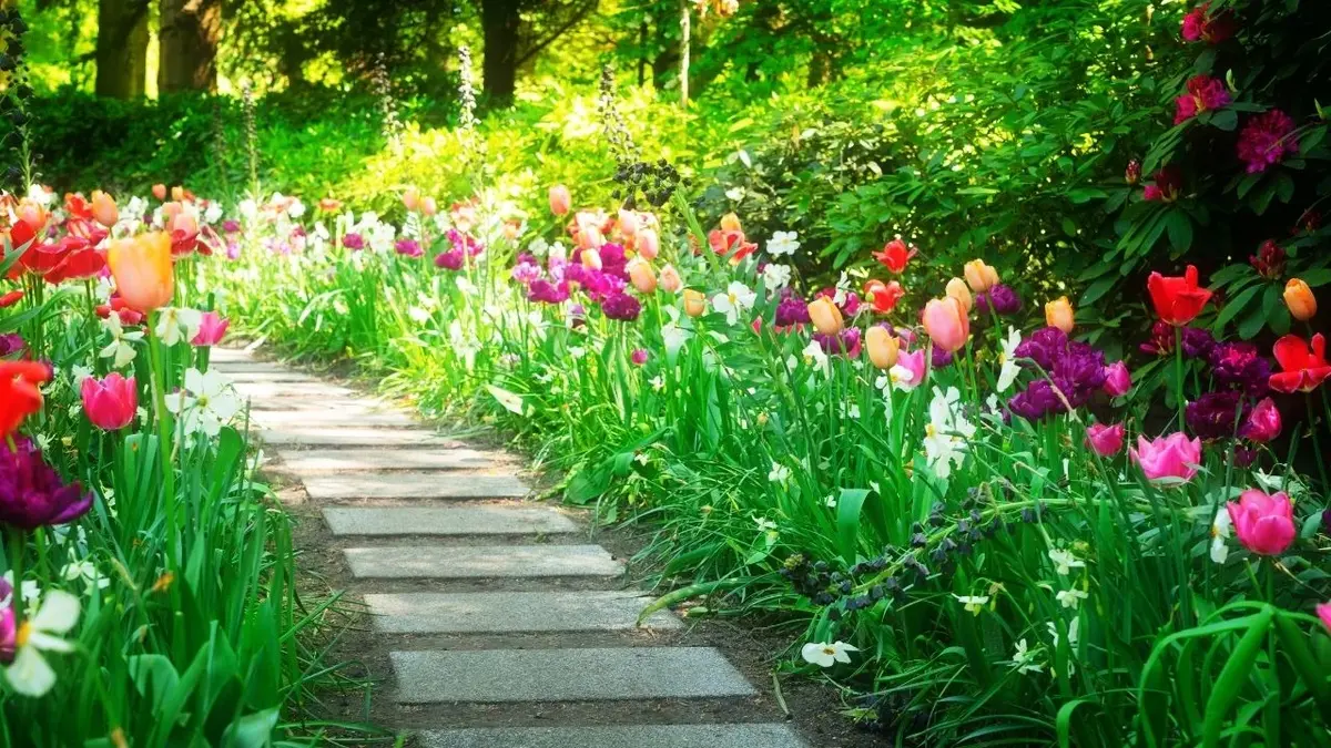 Wiosenny ogród - alejka obsadzona kwitnącymi tulipanami