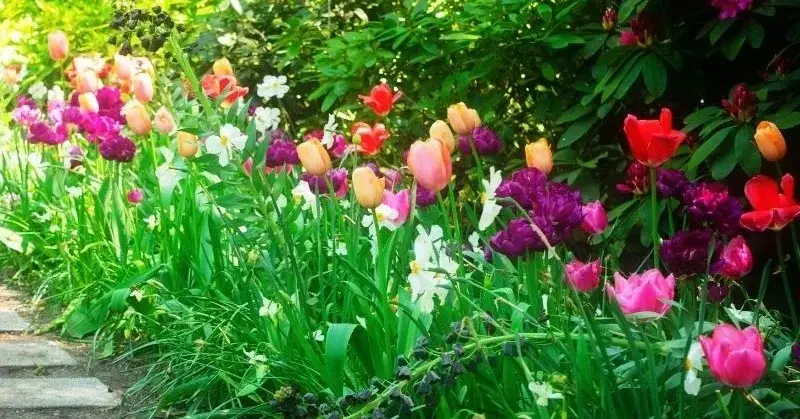 Wiosenny ogród - alejka obsadzona kwitnącymi tulipanami