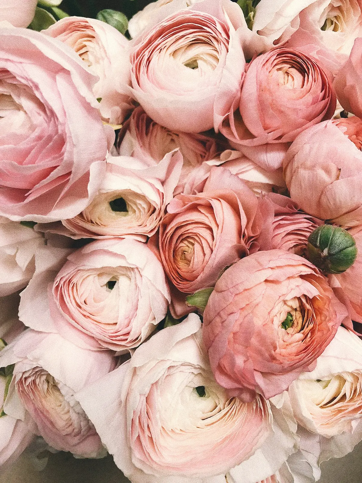 bukiet różowych róż
