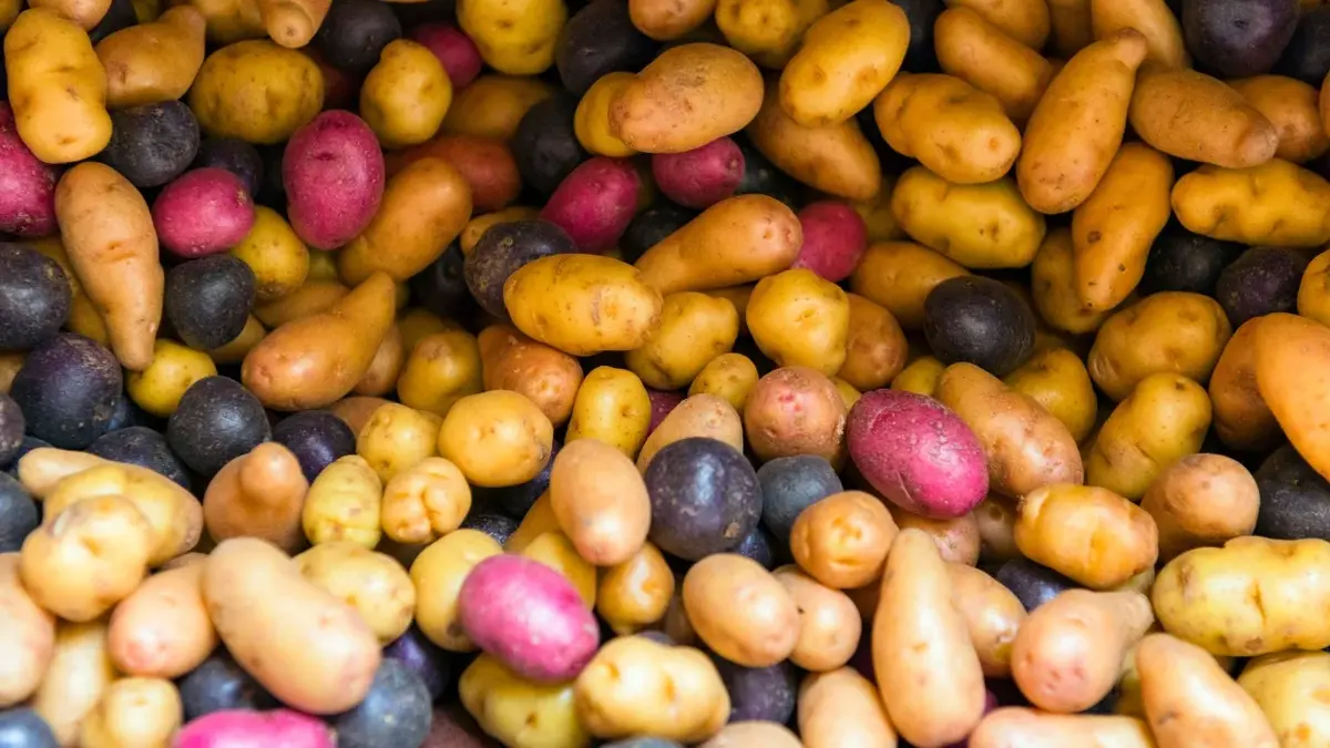 Ziemniaki rozsypane różnych odmian - żółte, różówe i czarne