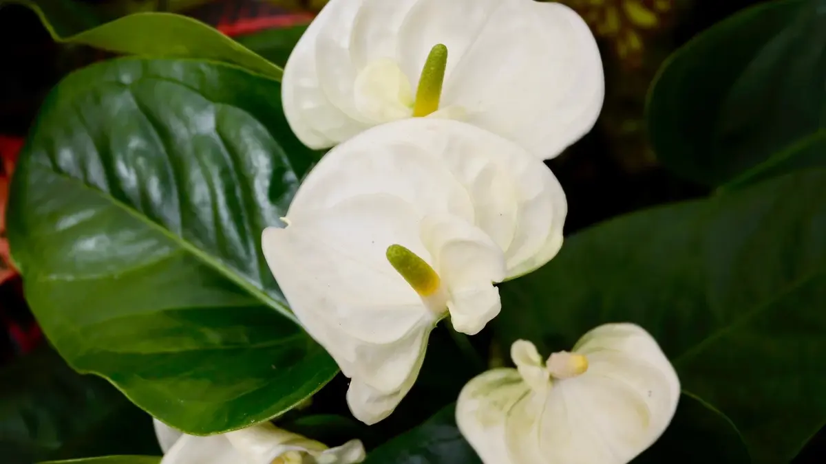 Anturium z białymi kwiatami
