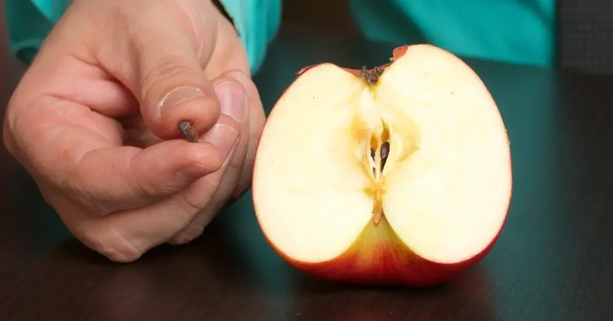 Główne zdjęcie - Czy pestki z jabłek są szkodliwe?