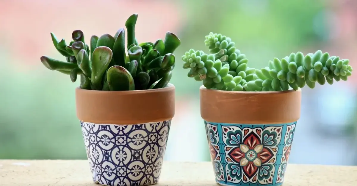 Dwie doniczki z kwiatami