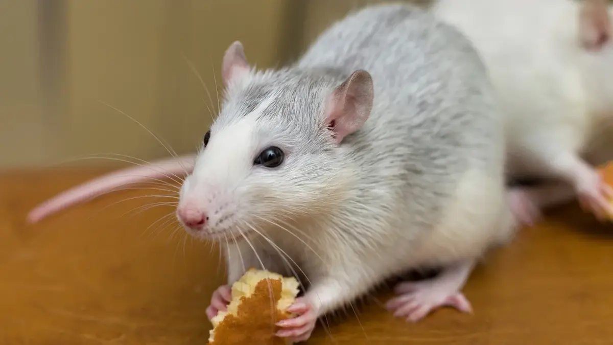 Mysz jedząca okruszki
