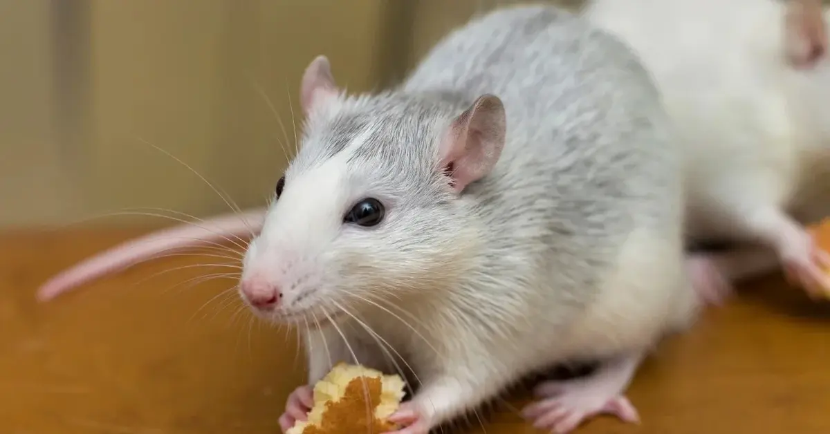 Mysz jedząca okruszki