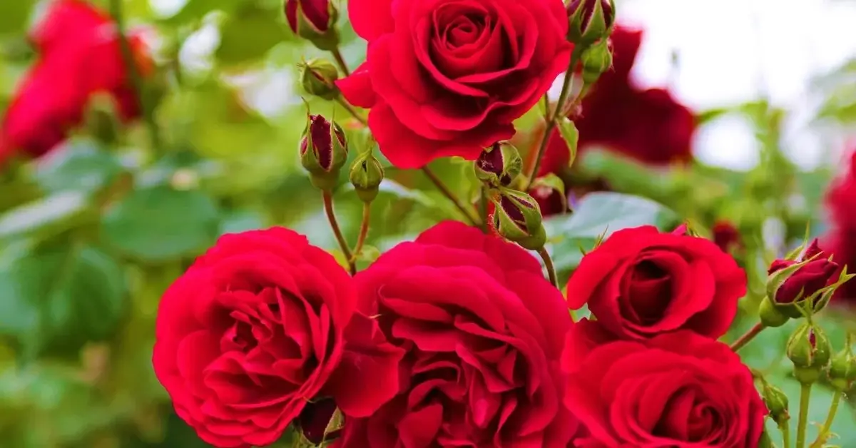Czerwone róże ogrodowe