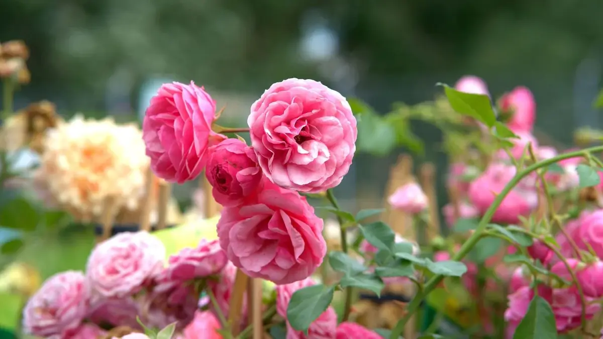 Różowe róże ogrodowe