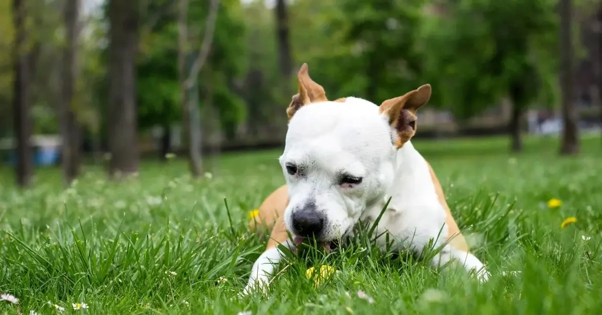 Pies jedzący trawę
