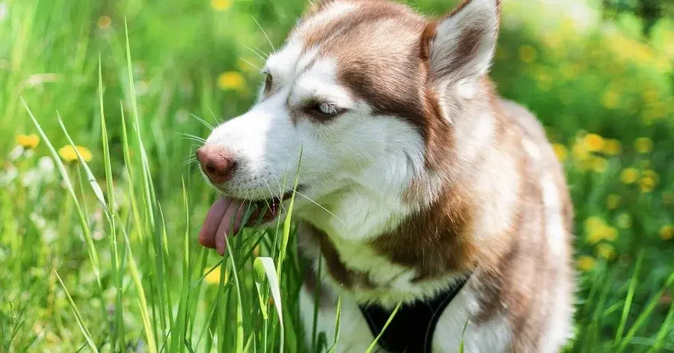 Pies jedzący trawę