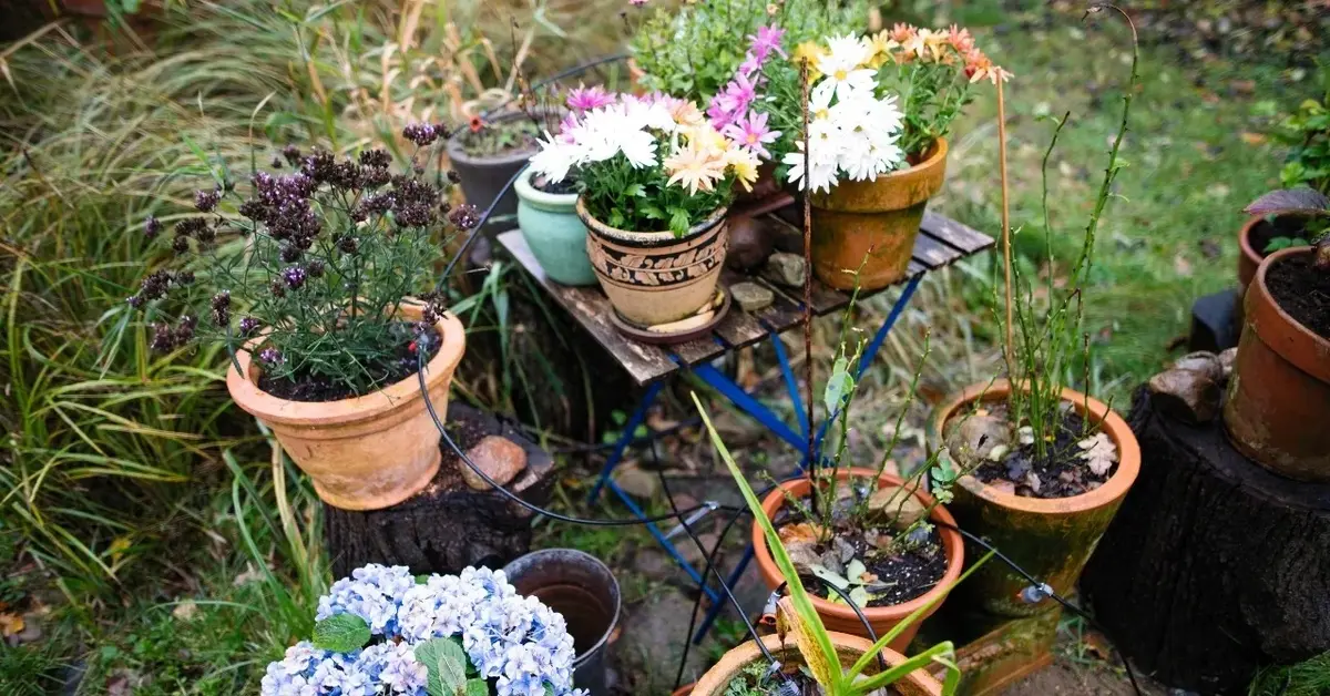 Doniczki z roślinami na rabacie w ogrodzie