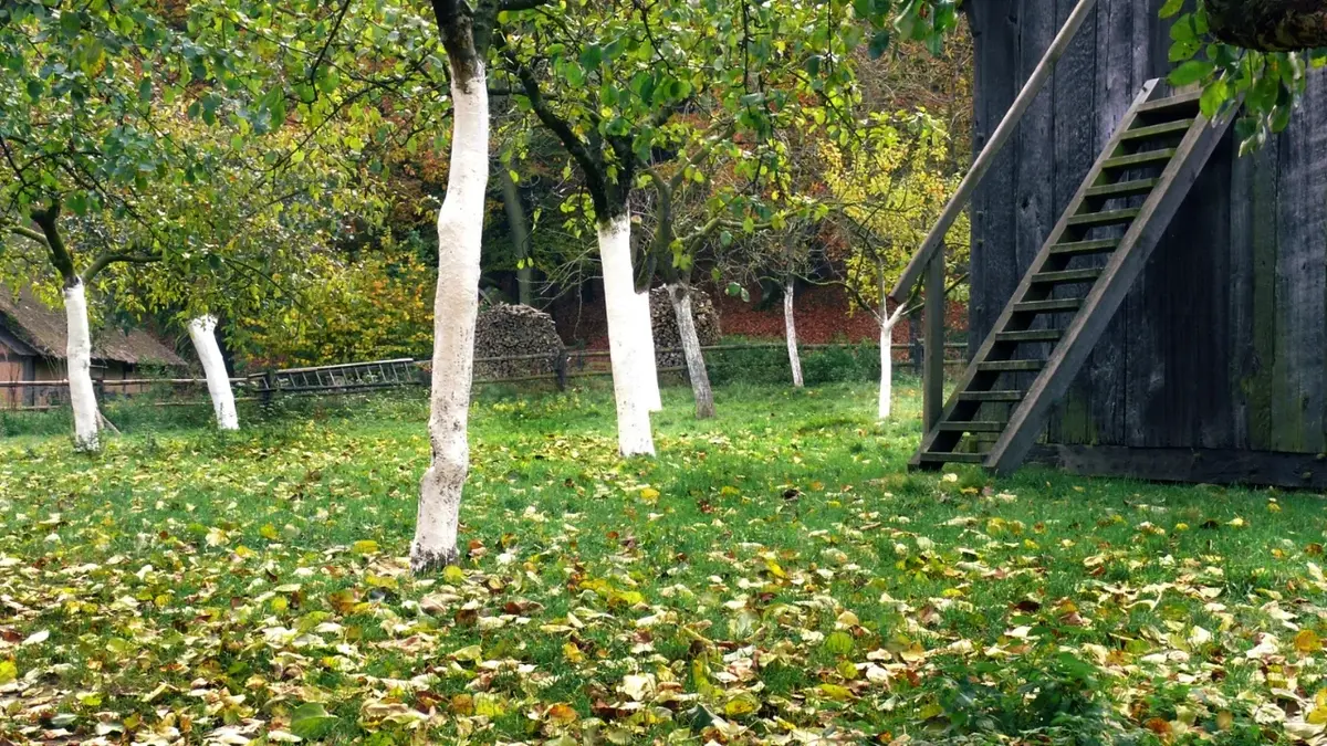 Jesień w  ogrodzie - drzewa zabezpieczone przed mrozem 
