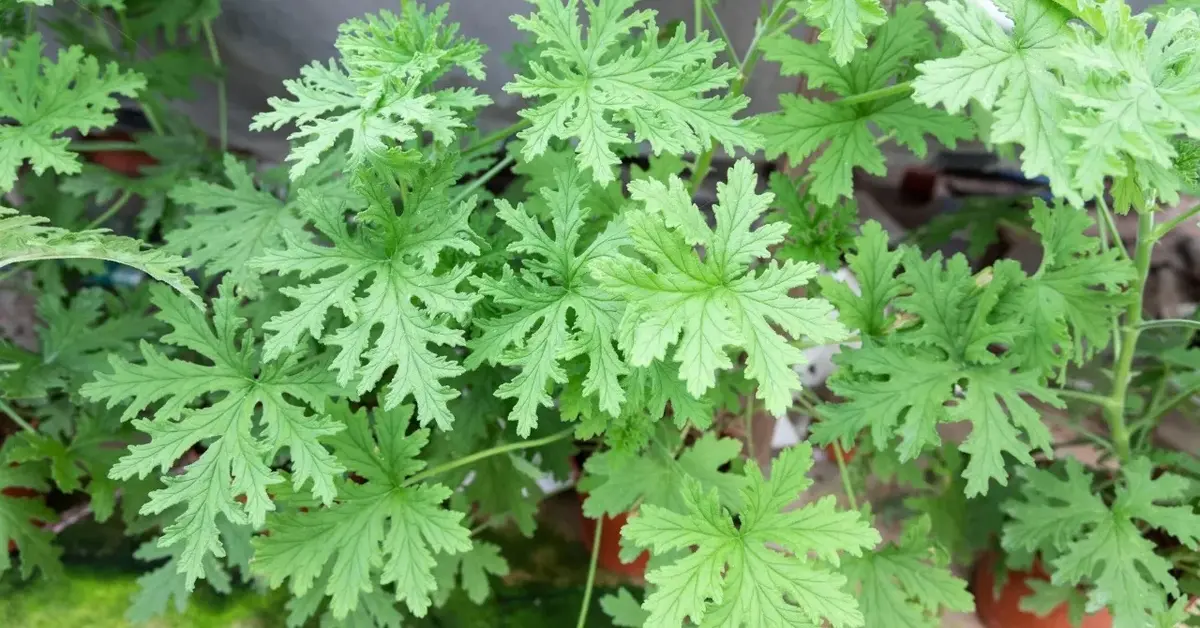 Geranium liście