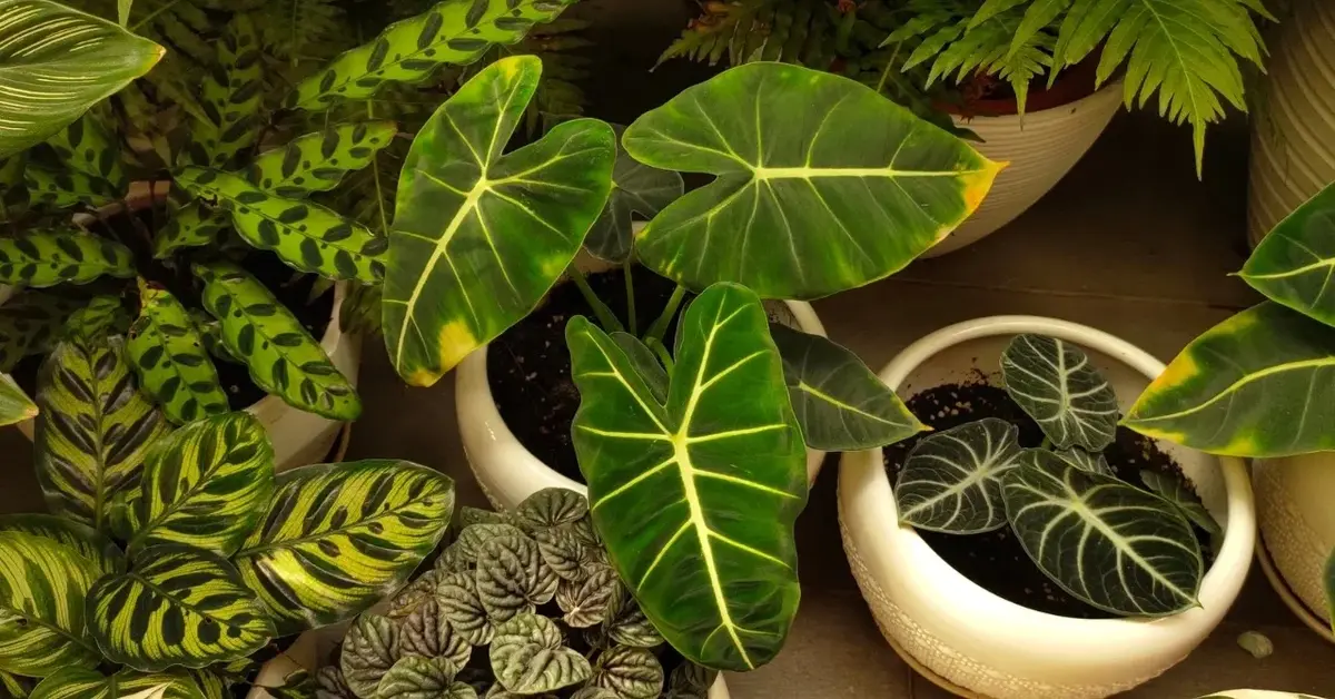 Filodendrony w doniczkach