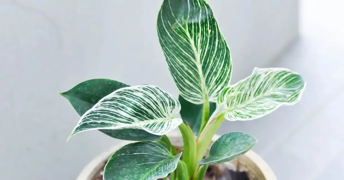 Filodendron w doniczce