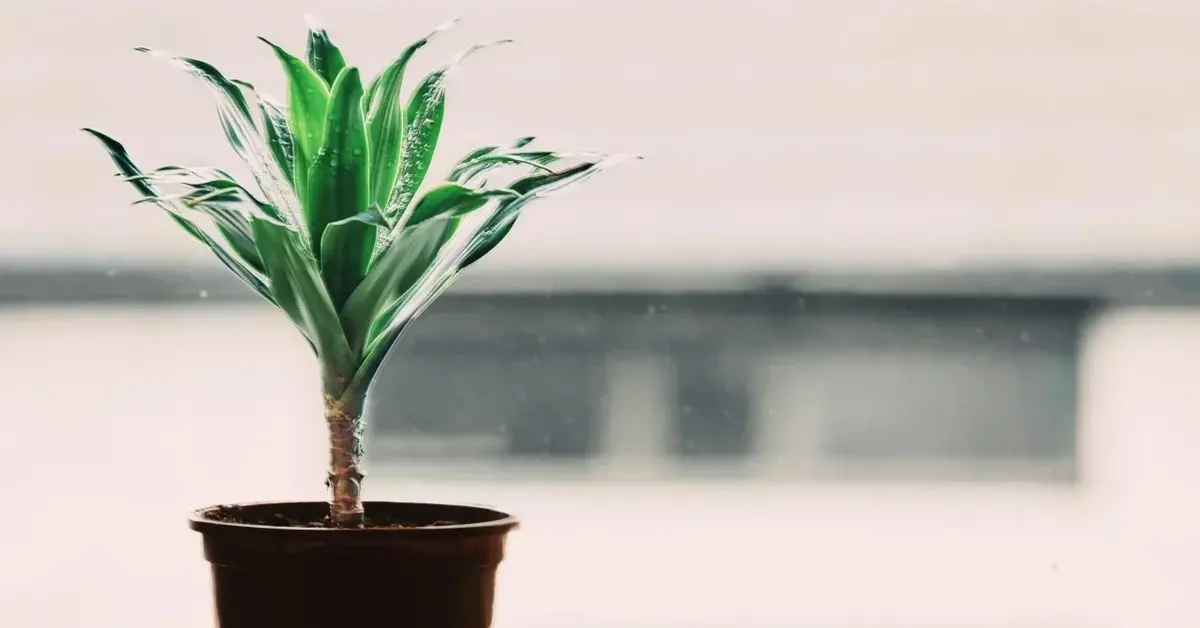 Dracena w doniczce na tle okna