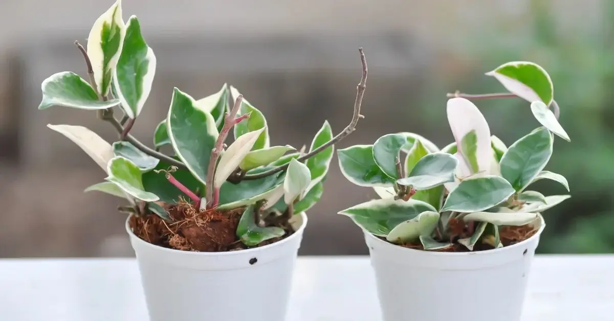 Hoya Carnosa w doniczce