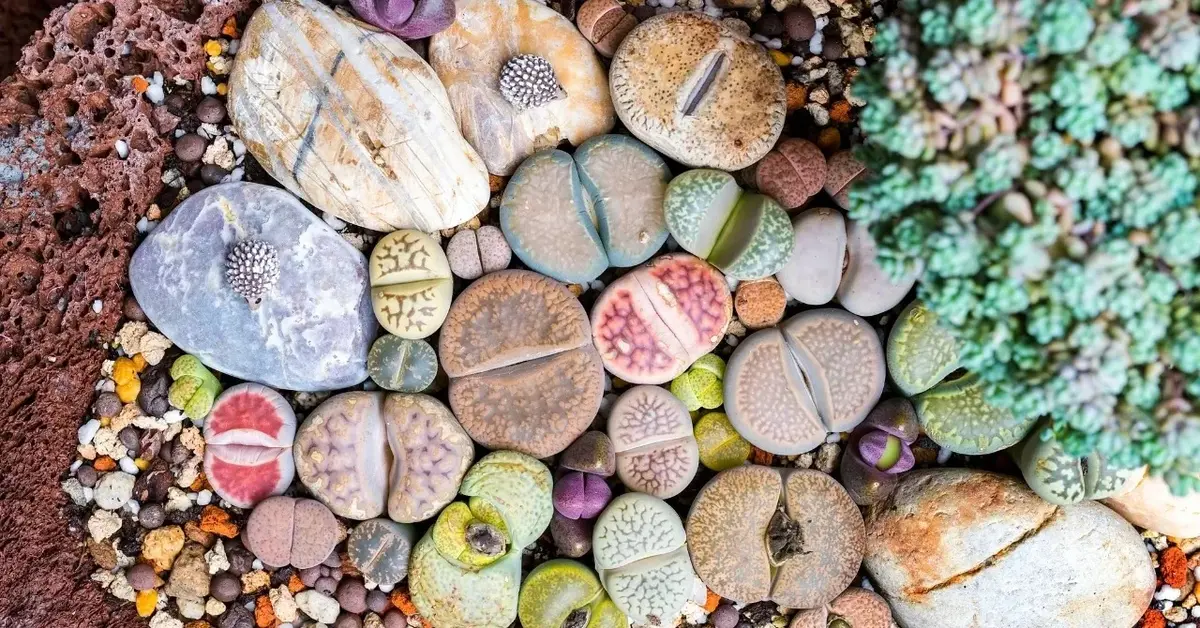 Kolorowe żywe kamienie