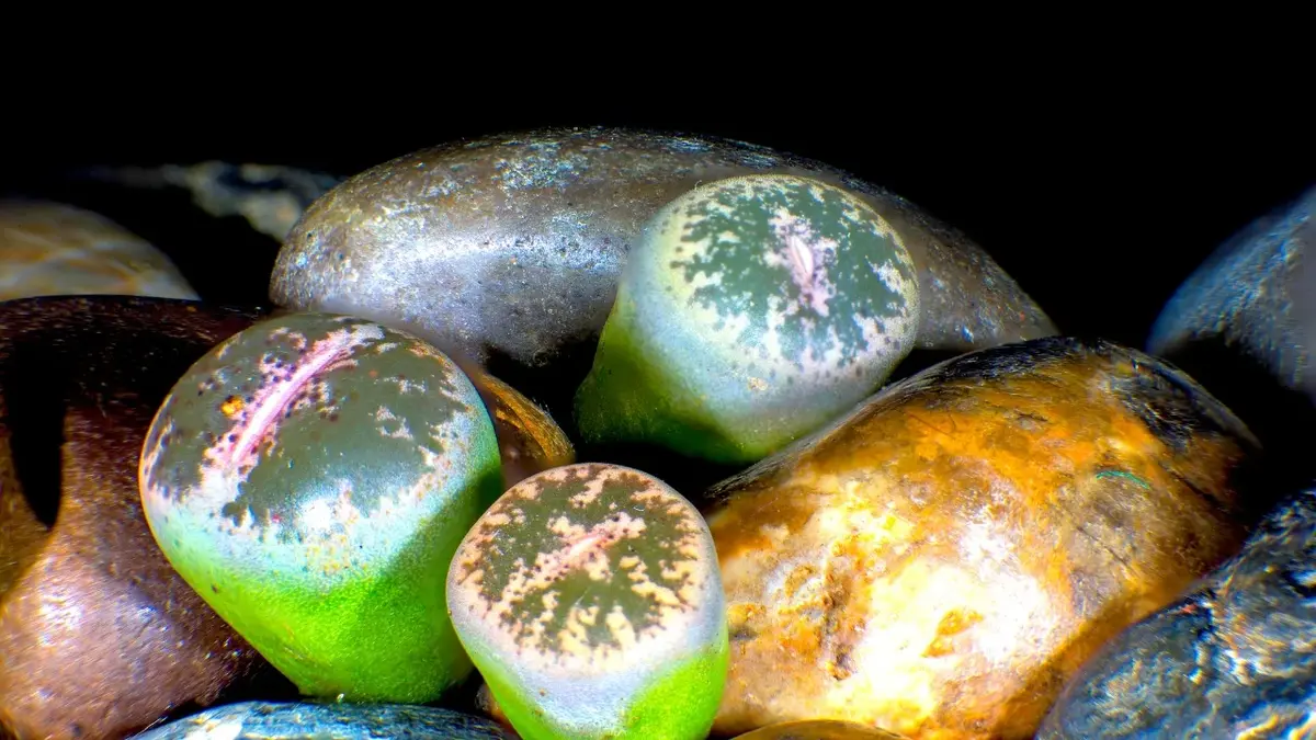 Kolorowe żywe kamienie