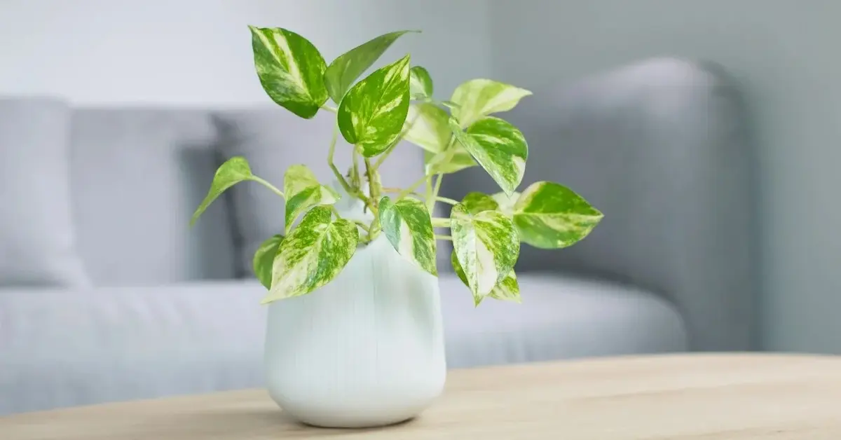 Epipremnum Złociste w doniczce