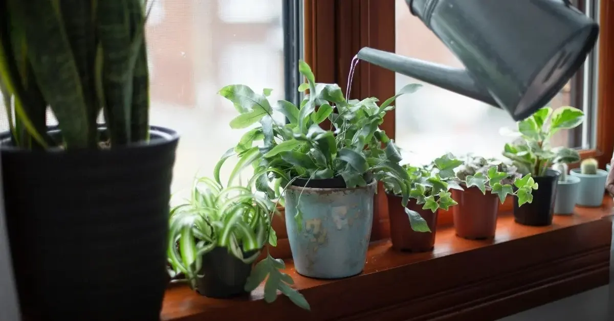 Kwiaty doniczkowe na parapecie podlewane z konefki