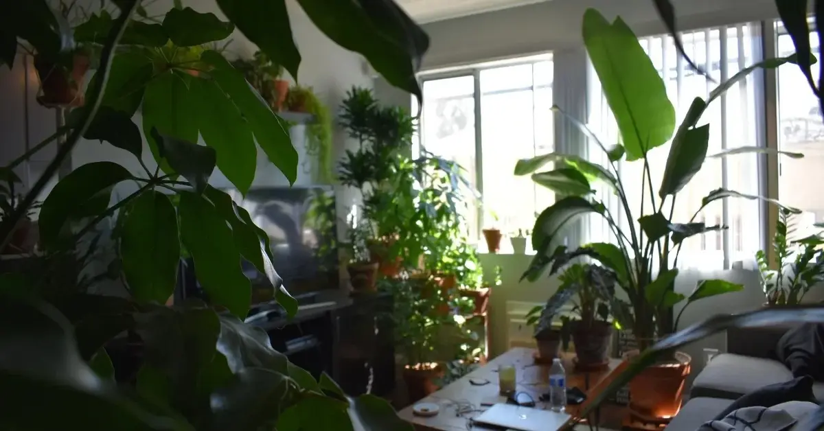 Kwiaty doniczkowe w pobliżu okna