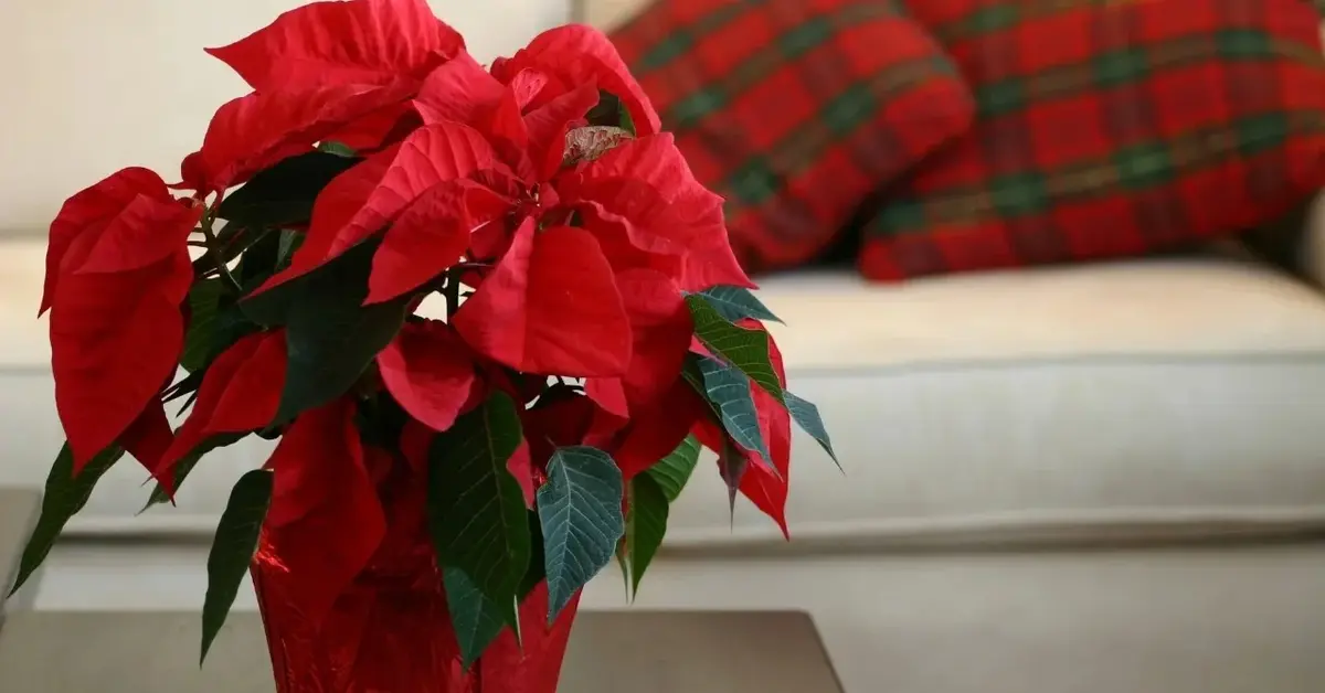 Poinsecja w doniczce