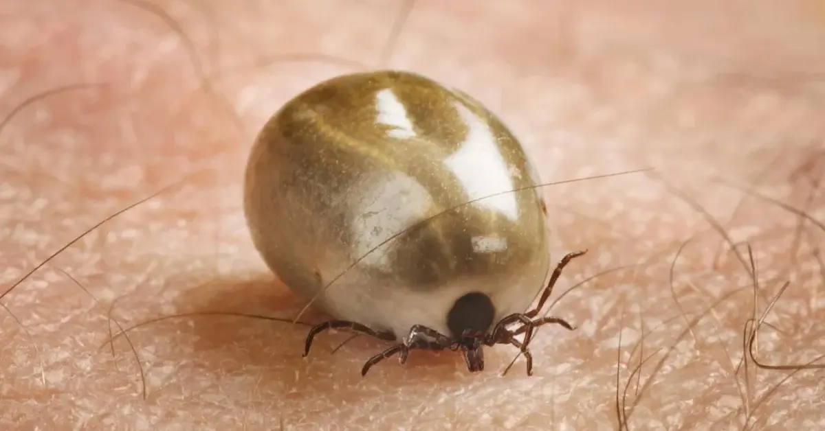 Opity krwią kleszcz