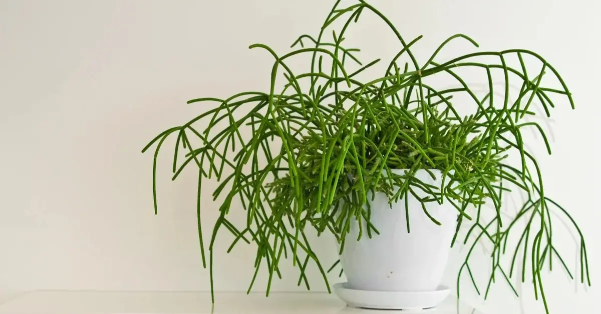 Rhipsalis patyczak w doniczce