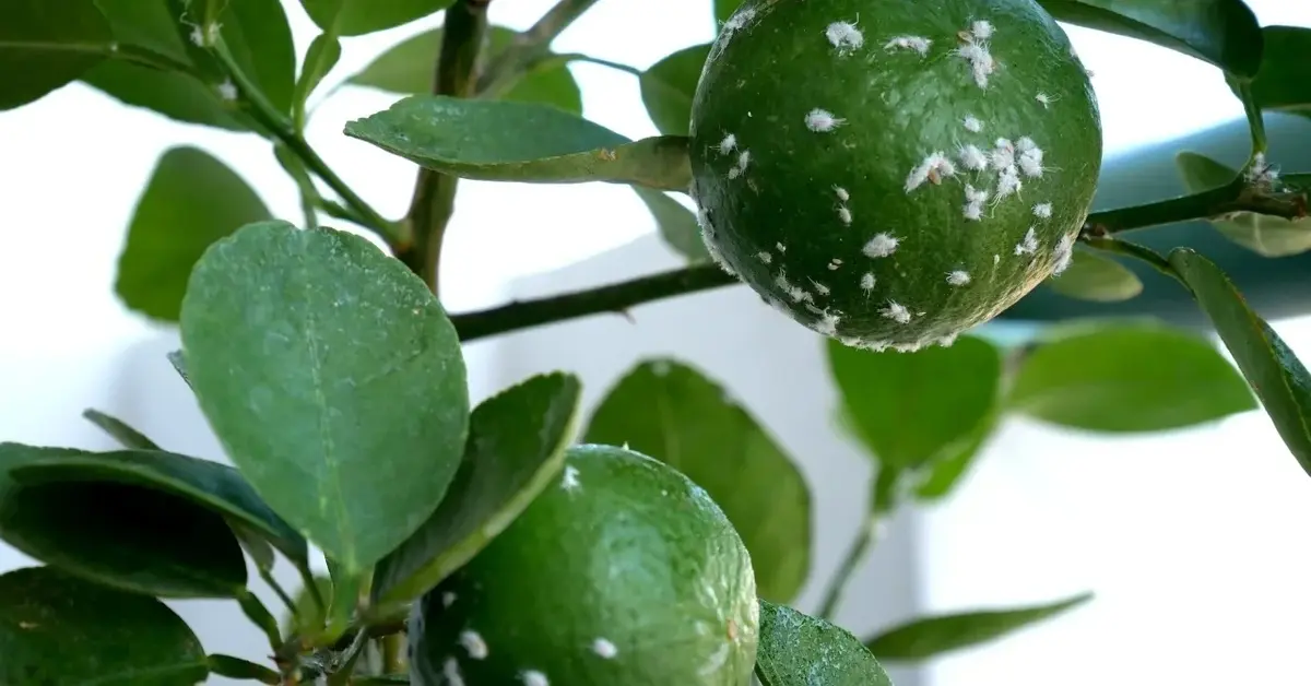 Wełnowce na roślinie