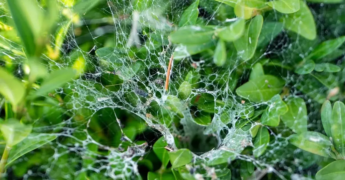 Przędziorki na liściach rośliny