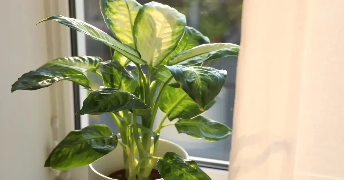 Difenbachia w doniczce