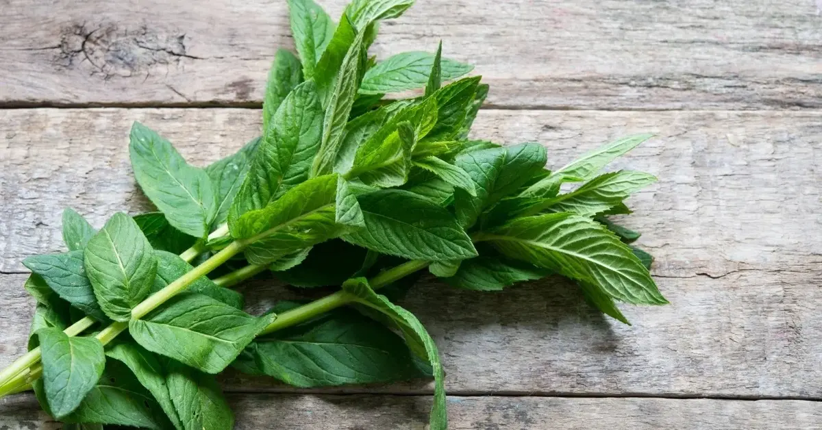 Mięta pieprzowa w pęczku na drewnianym blacie